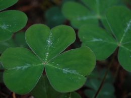 Simbologia e significato del trifoglio irlandese e del rarissimo quadrifoglio