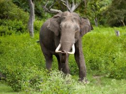 L'elefante: la ricca simbologia di questo mammifero nelle varie culture